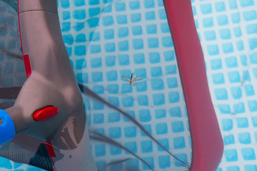 A water bug floats on the surface of a blue-tiled pool near a red and gray pool skimmer net