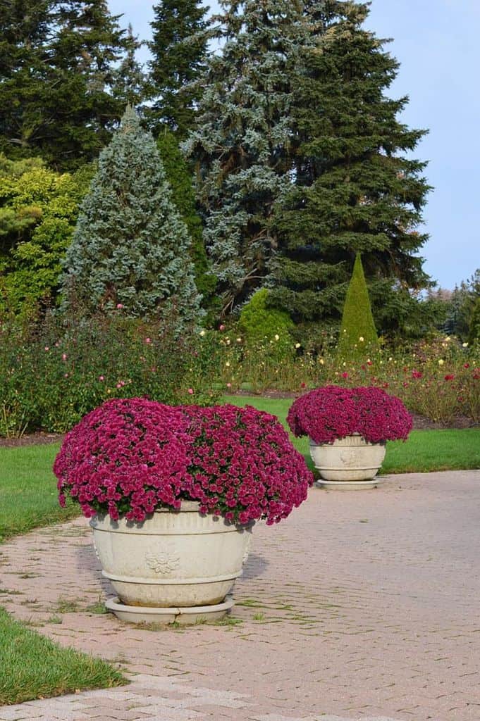 stone container garden purple flowers