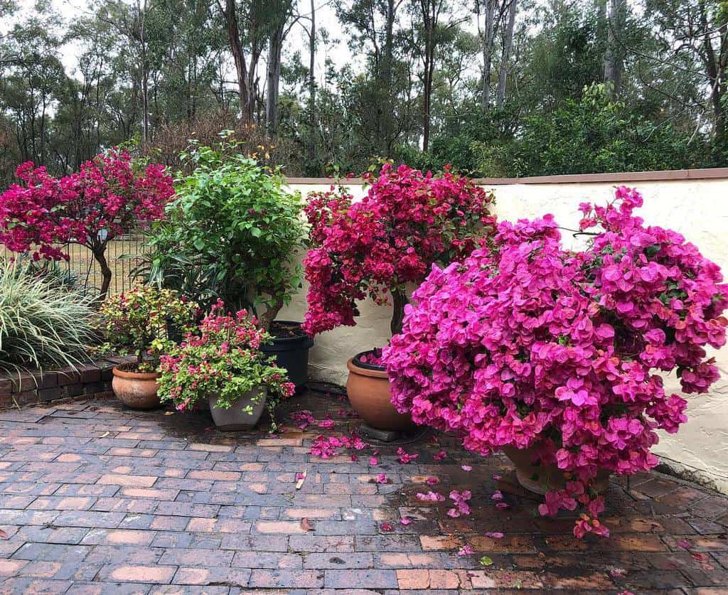 colorful container garden brick patio