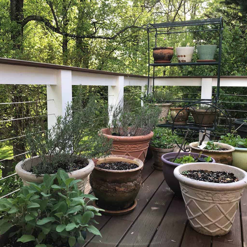 pot plant herb garden balcony