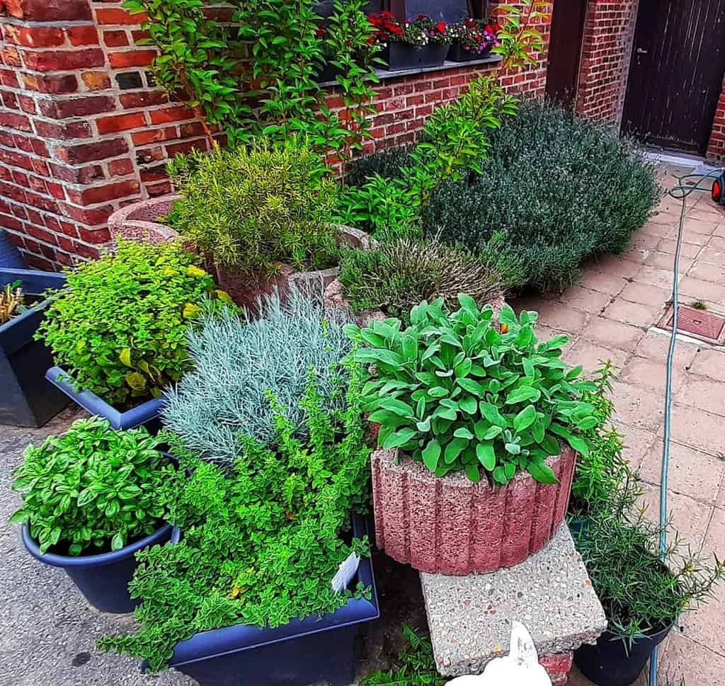 container herb garden