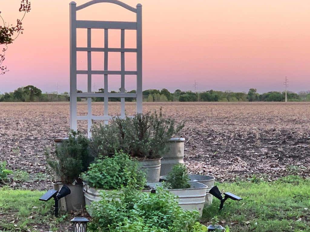 container herb garden in paddock