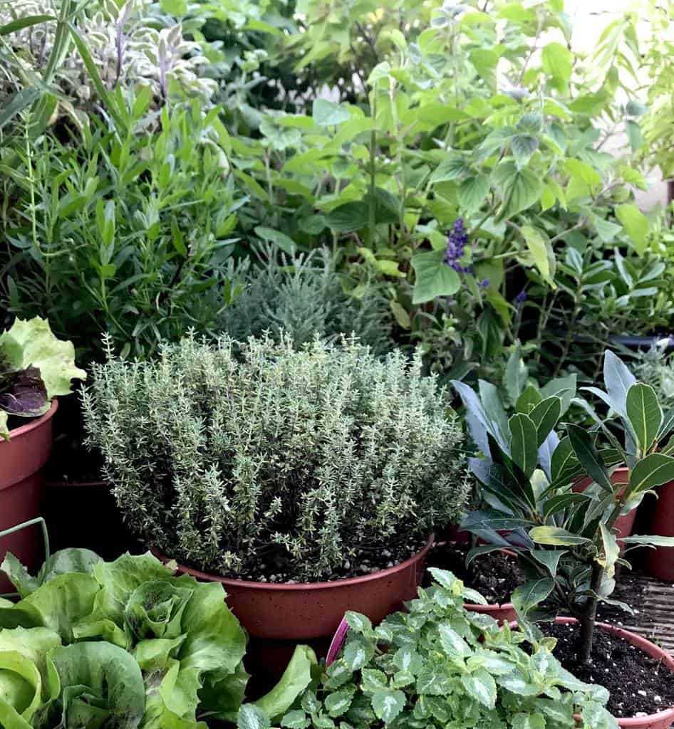 container herb garden backyard