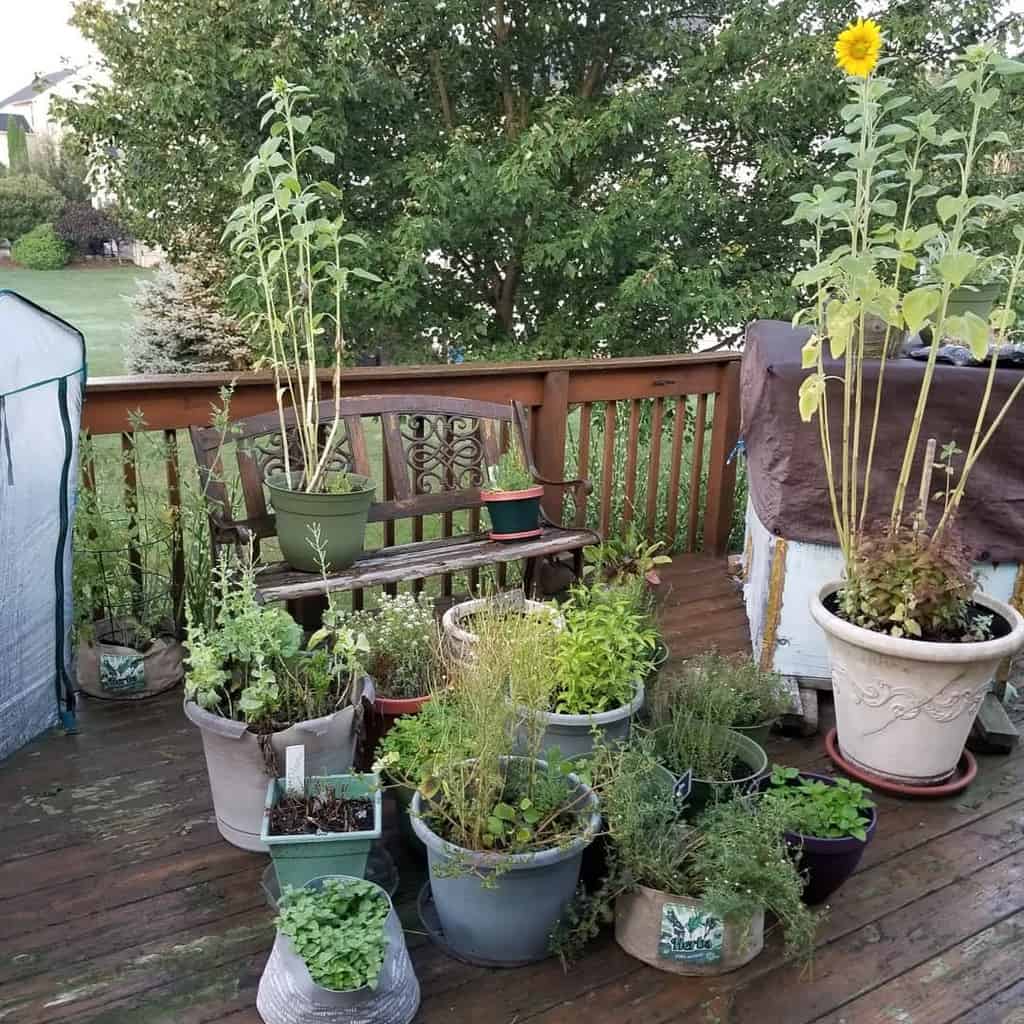 pot plant balcony garden