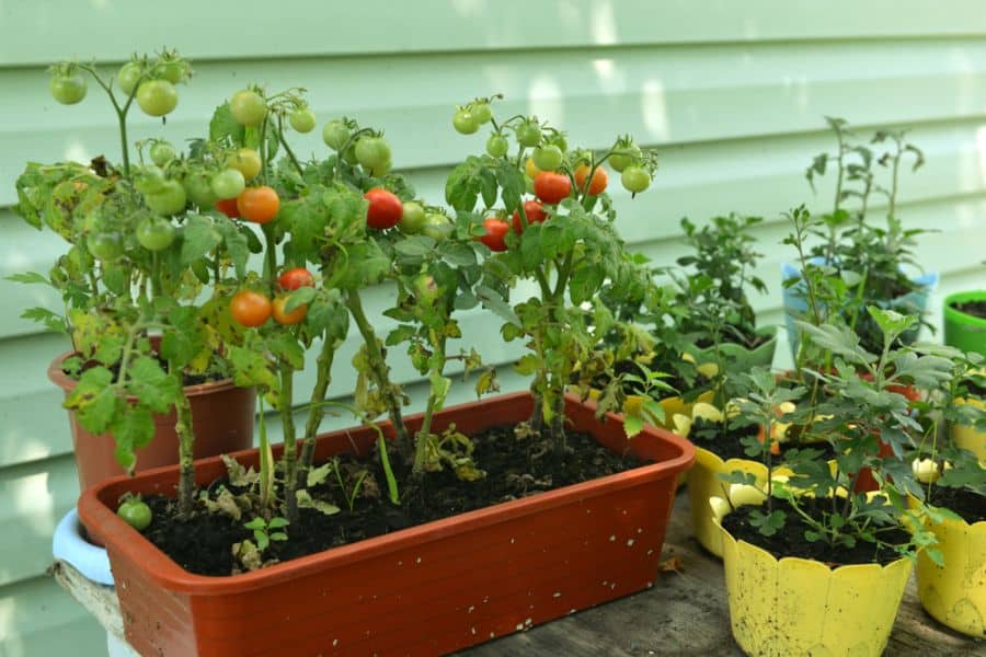 container vegetable garden tomatoes