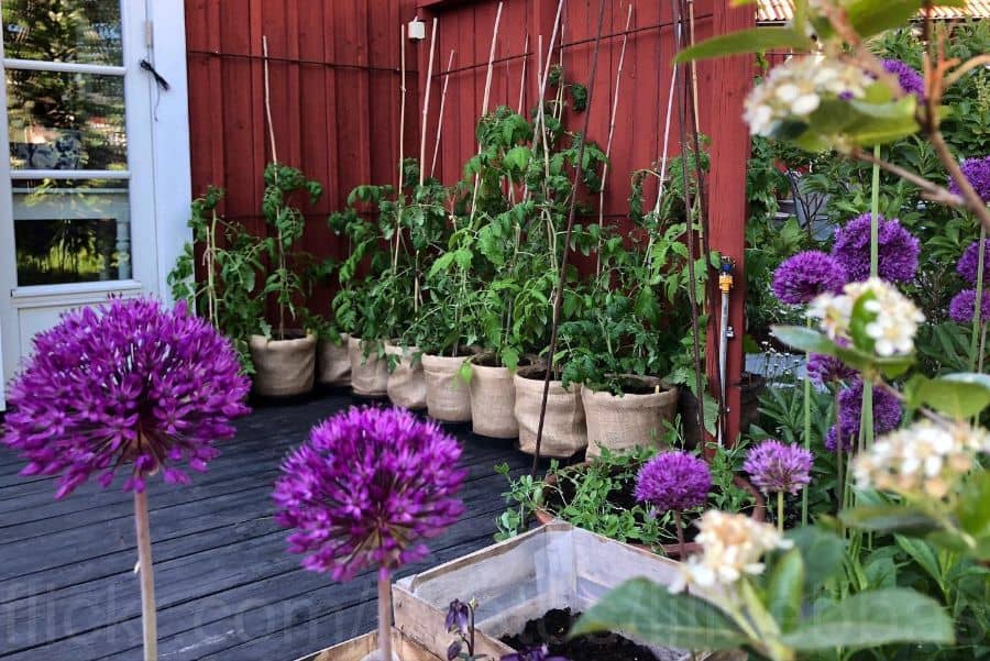 small deck vegetable garden with flowers