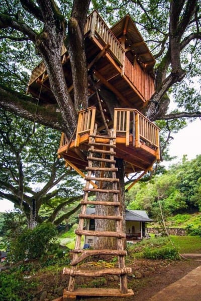A multi-level wooden treehouse with ladders nestled in a large tree, surrounded by lush greenery