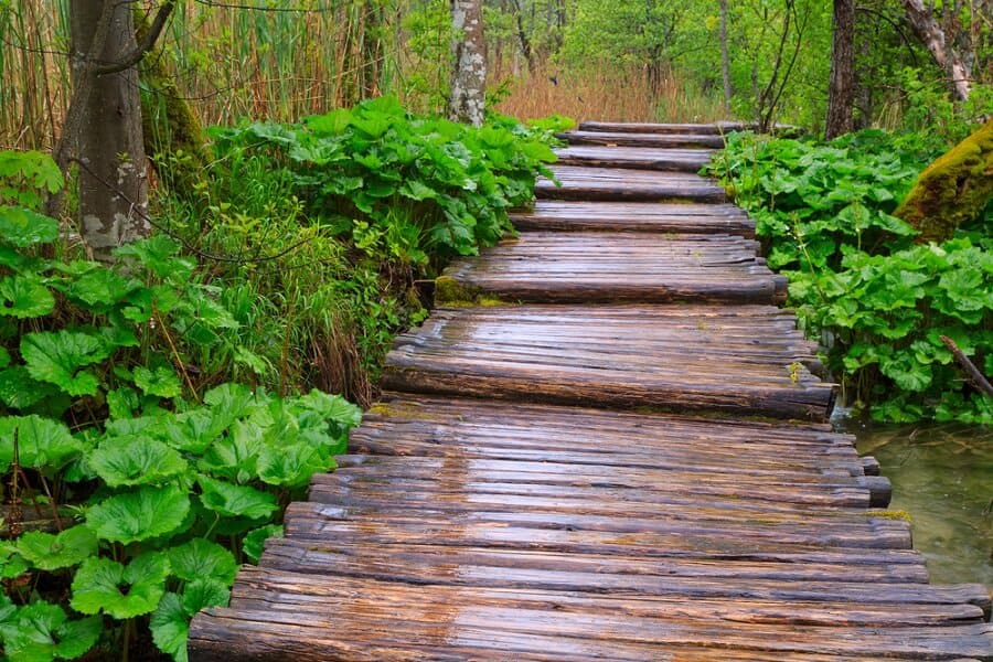 Walkway through lush green forest with large leafy plants