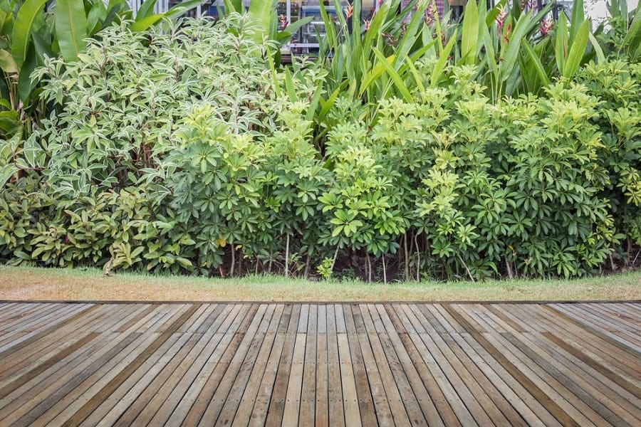 Wooden deck walkway with lush green shrubs and plants