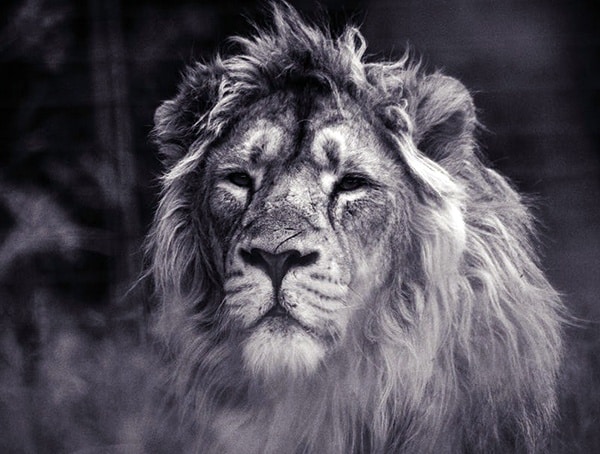 Courage Life Lessons For Men