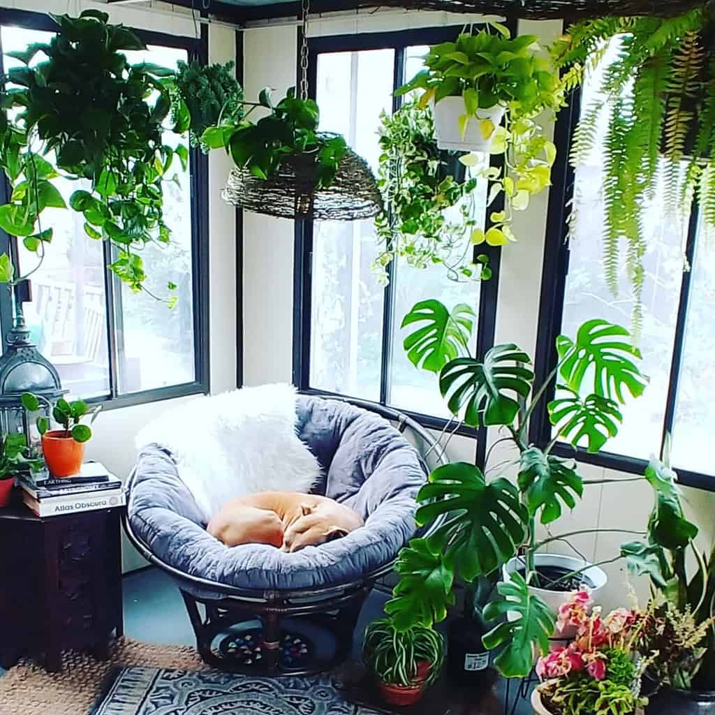 small enclosed patio hanging plants small chair sleeping dog