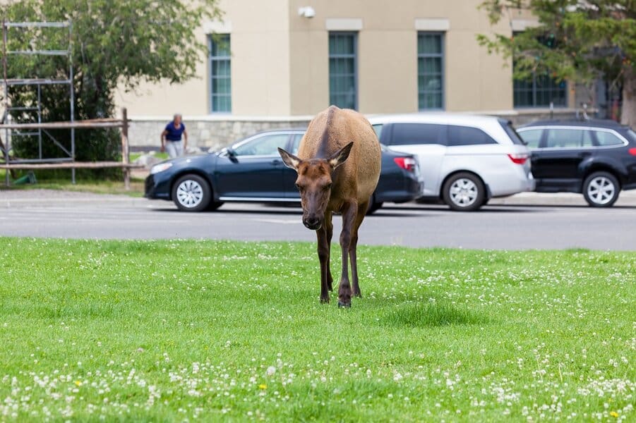 cow elk grazing in the grass next to a parking area
