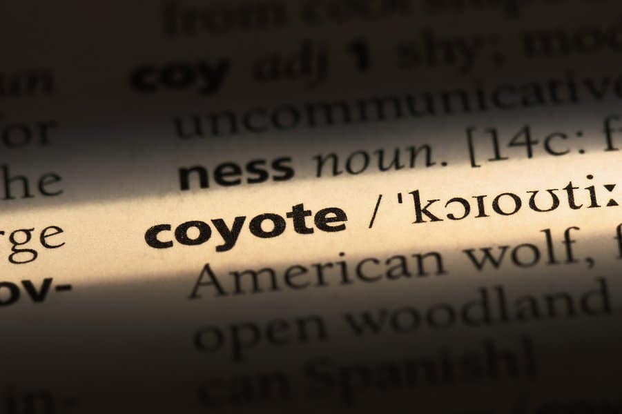 coyote word