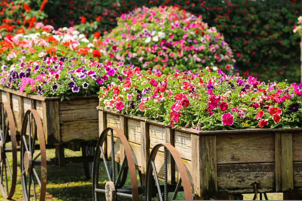 colorful wood cart flower beds