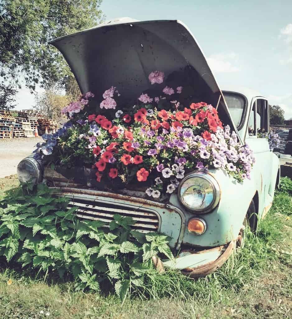 old blue car flower bed red purple and pink flowers