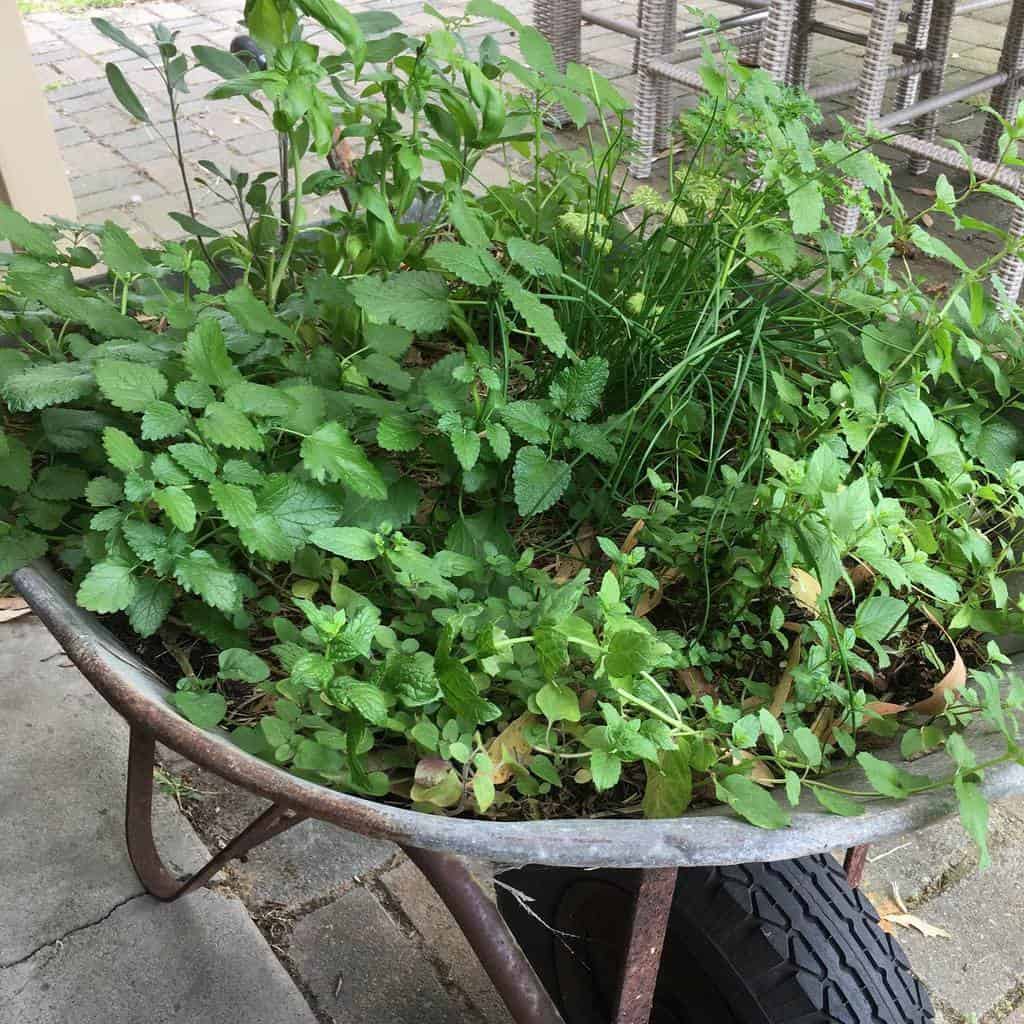 wheelbarrow herb garden