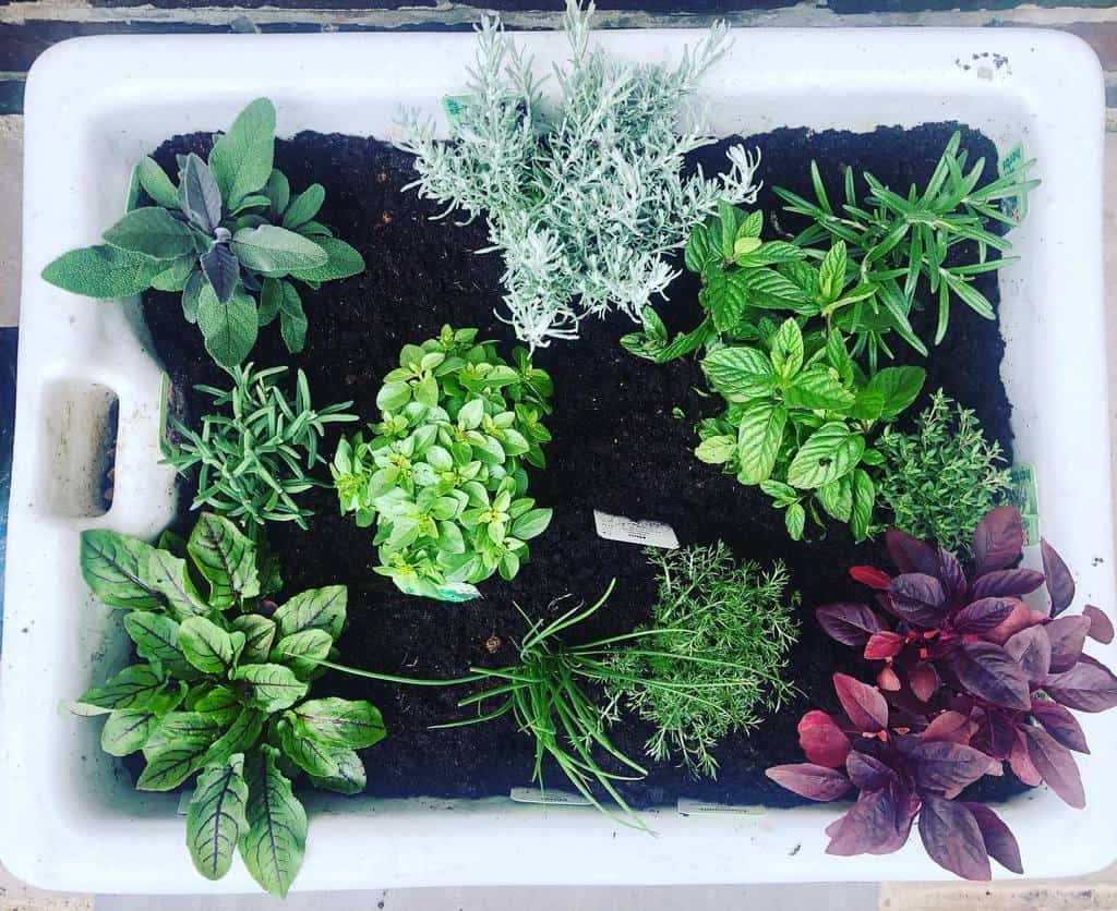 creative planter small herb garden