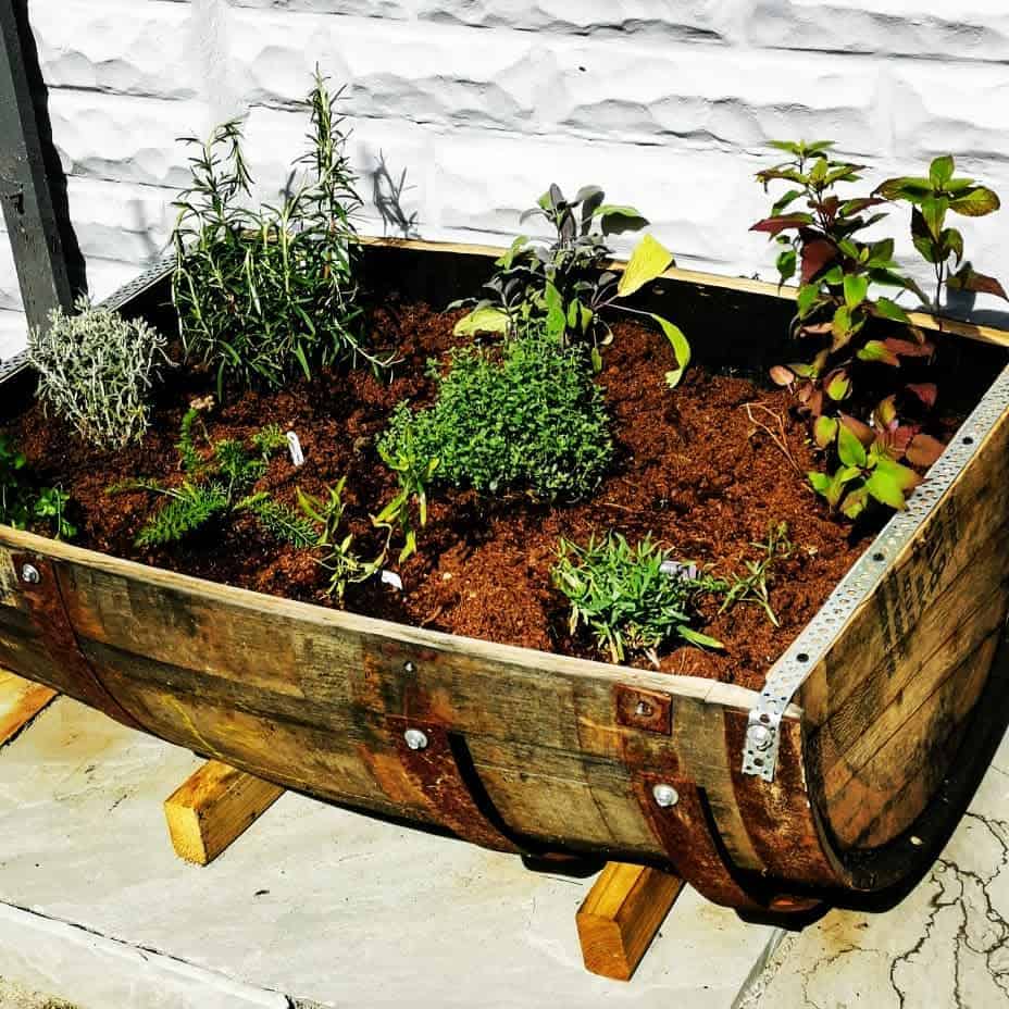 half wine barrel planter herb garden