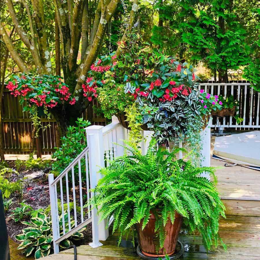 A wooden deck with potted ferns and flowering plants, surrounded by lush trees and greenery, next to a white railing and fence