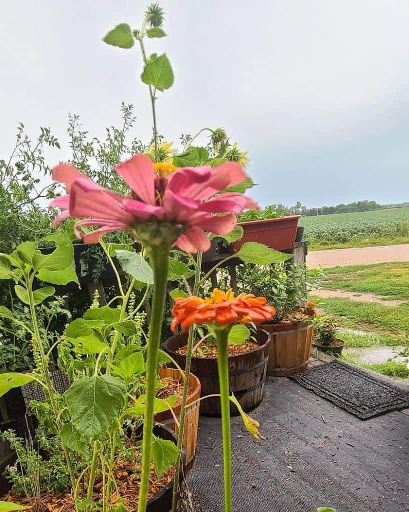 Close-up of pink and orange flowers on a patio, with potted plants and a field in the background under a cloudy sky
