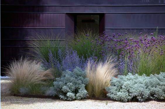 desert perennial front yard landscape