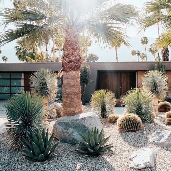 well manicured front yard large palm tree small cacti 