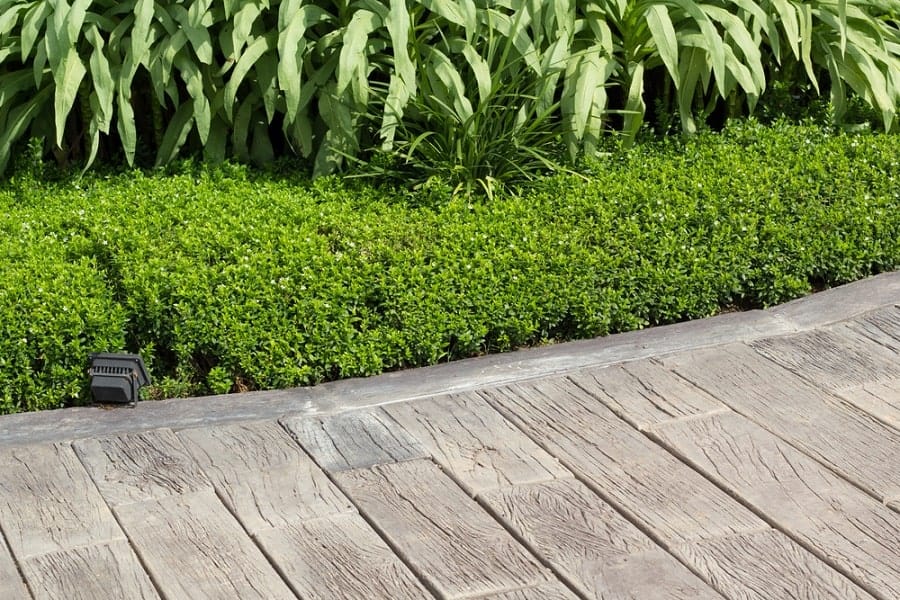 Wooden walkway beside lush green hedges and tall leafy plants