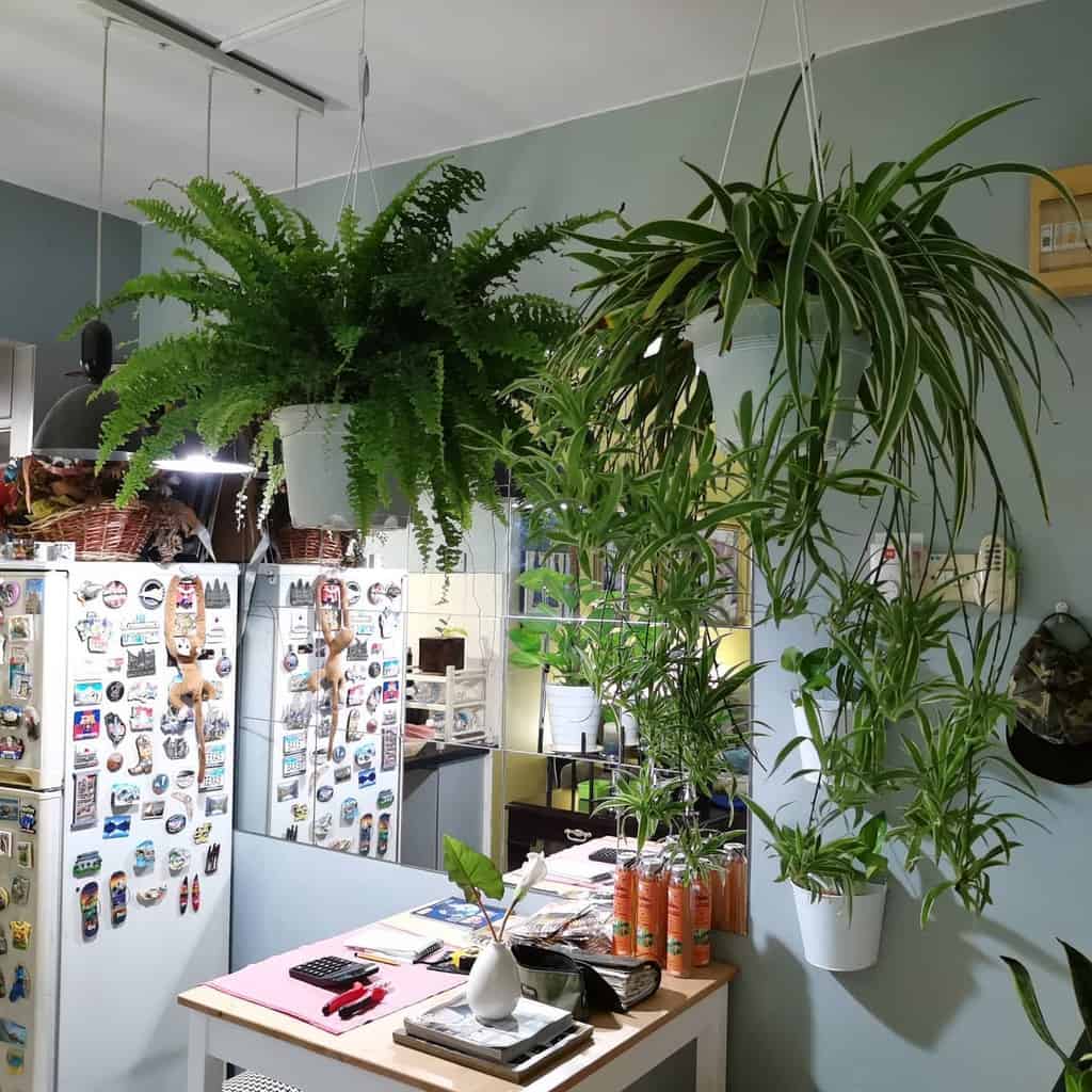 hanging plants and wall plants apartment kitchen 