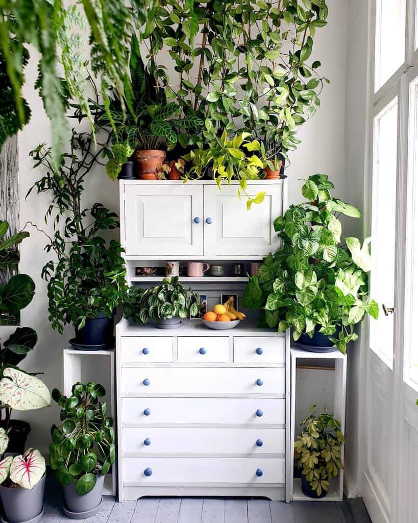 dinning room cupboard cabinet used as indoor garden bowl of fruit 
