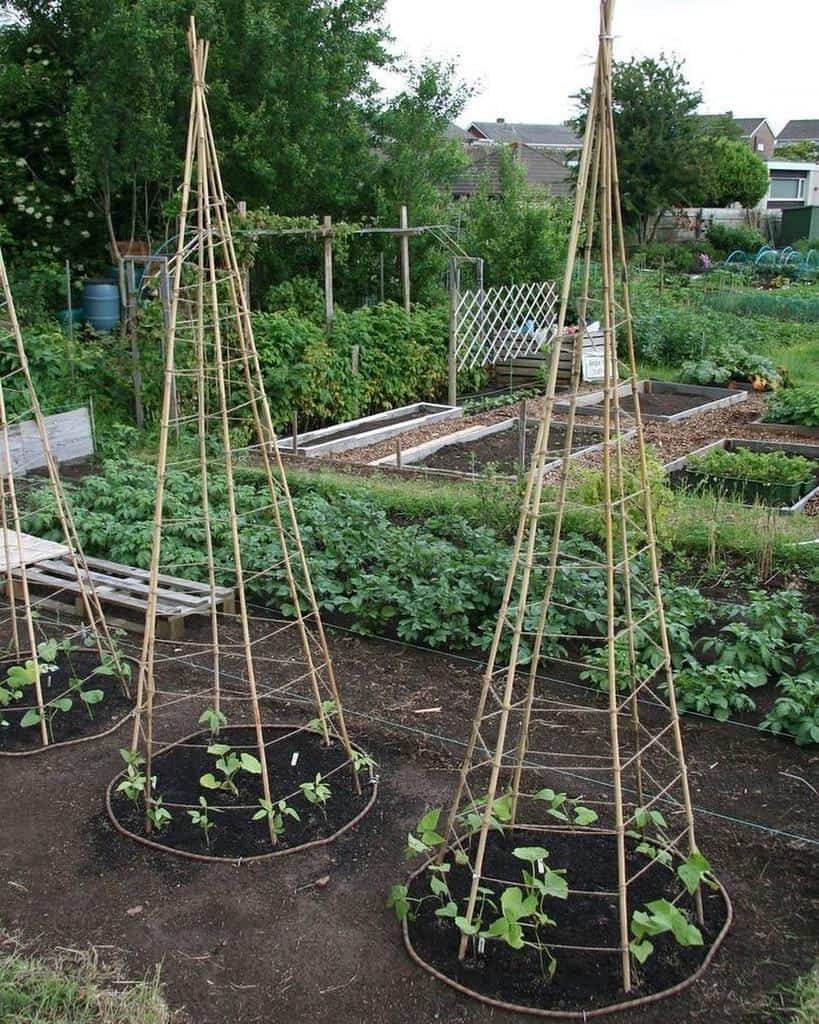 bamboo teepee garden trellis