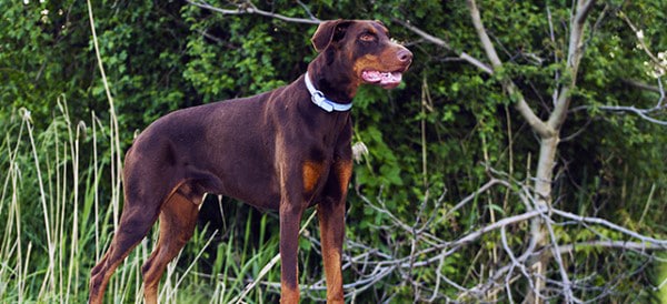 Doberman Pinscher