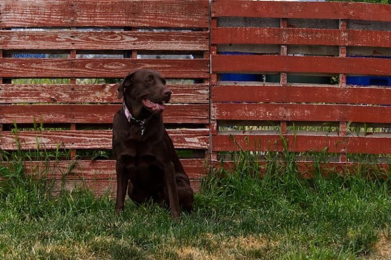 wood pallet fence dog