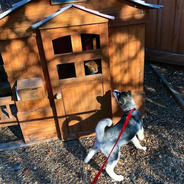 A large, wooden dog house with a slanted roof, featuring a front door and windows, and a puppy on a leash standing outside, looking inside where another animal is visible