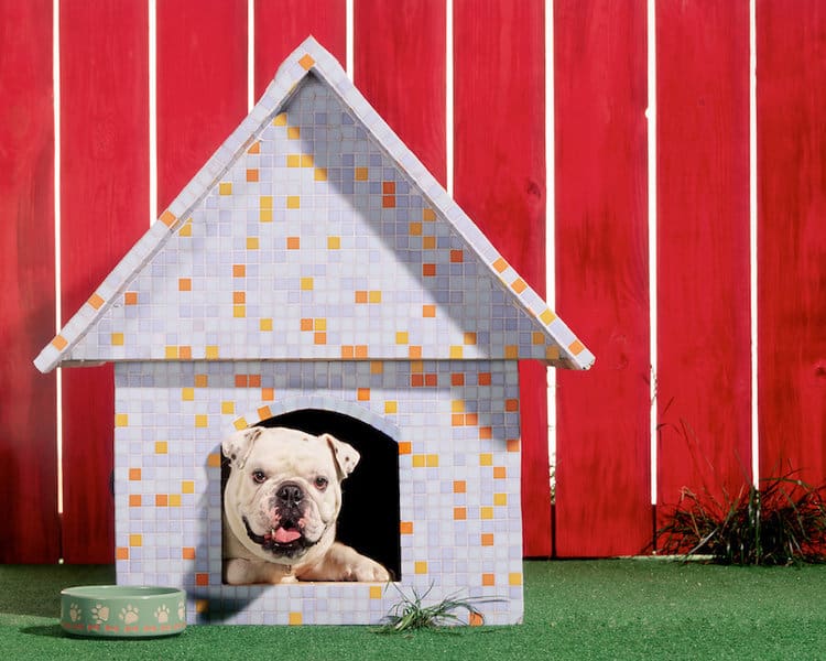 bulldog in mosaic dog house red fence