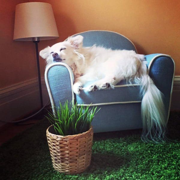 dog room with small couch fake grass and wicker pot plant