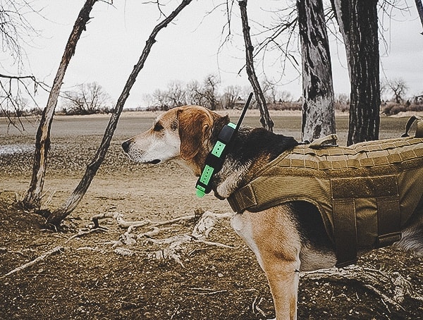Dog Training Sportdog Brand Tek 1 5 Gps Tracking Plus E Collar Reviews