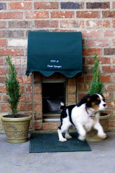Doggy Door Ideas With Planters And Awning Cover