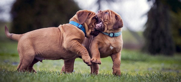 Dogue De Bordeaux