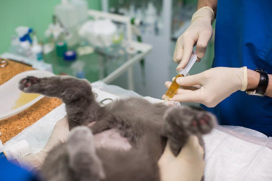 draining urine from the urinary bladder