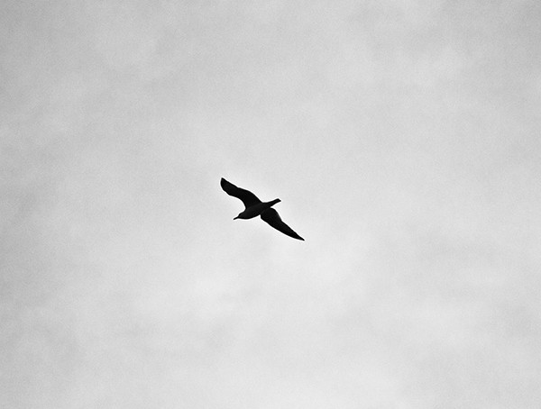 Eagles Fly Alone Important Life Lessons For Men