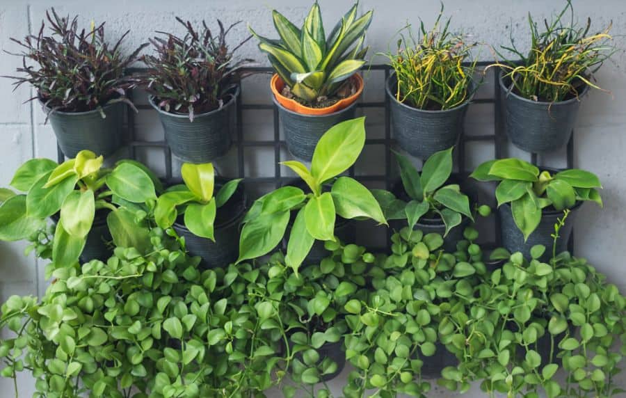 black pot plant vertical garden