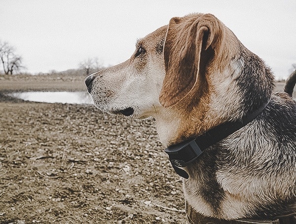 Electronic Dog Collars Sportdog Brand Fieldtrainer 425x Review