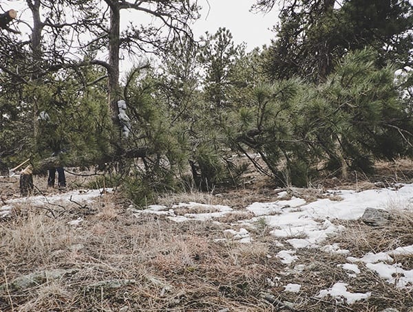 Felling Pine Tree In Woods Hults Bruk American Felling Axe Review