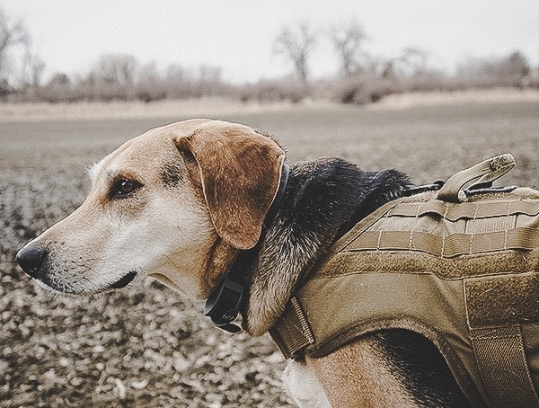 Field Tested Sportdog Brand Fieldtrainer 425x Collars