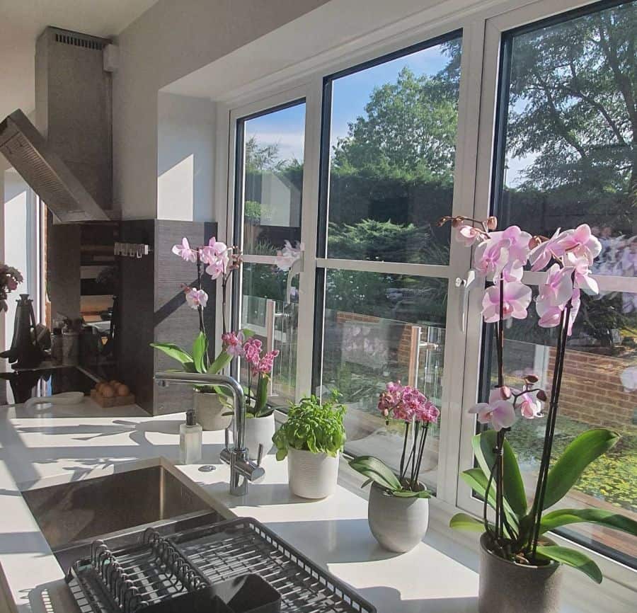pink flowers in vases on kitchen countertop