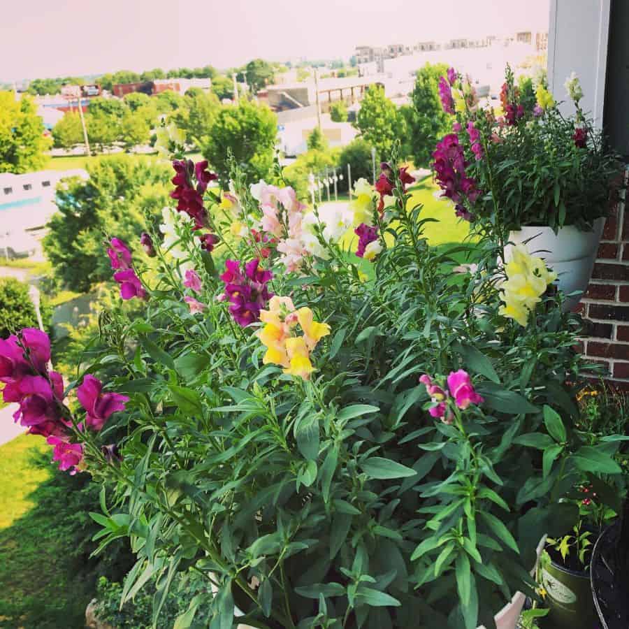 Vibrant potted flowers in full bloom on a balcony, overlooking a lush green landscape.