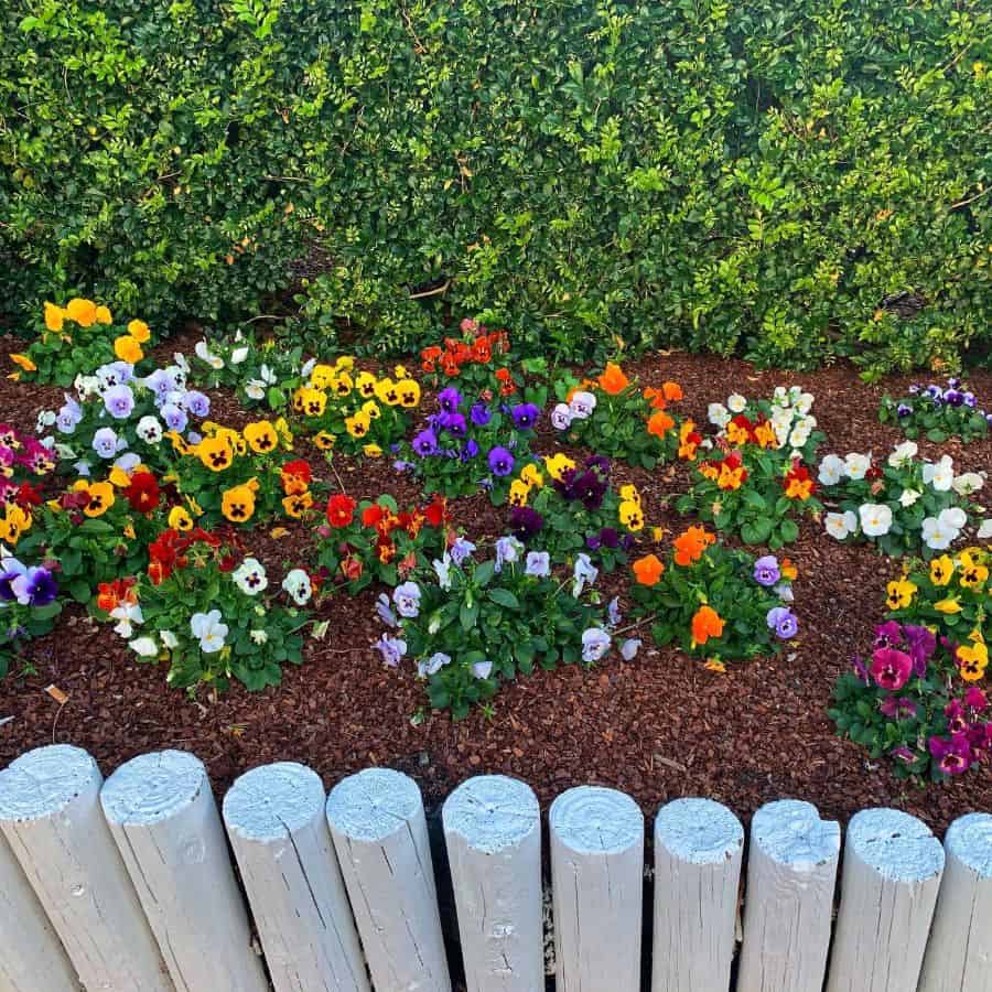 coloful flower garden bed white fence