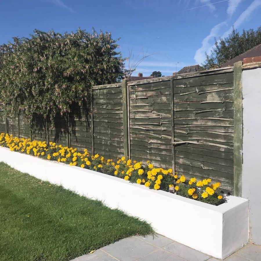 white garden bed with yellow flowers along backyard fence