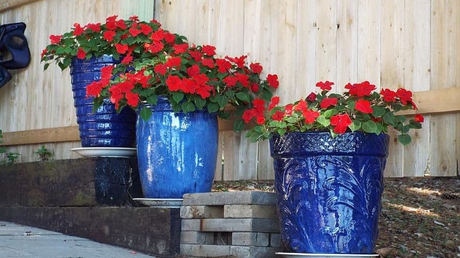Three blue ceramic pots with vibrant red flowers on a patio against a wooden fence