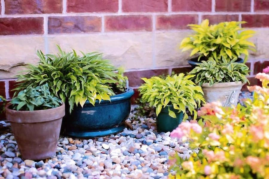 Potted green plants arranged on a pebble-covered ground with a red and beige brick wall backdrop